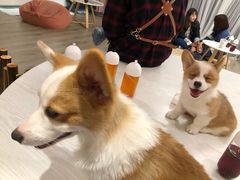 -浣熊柯尔鸭土拨鼠·电玩咖