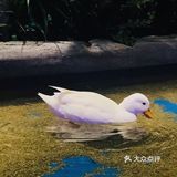 适合所有人的萌宠乐园