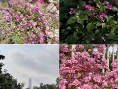 -莲花山公园