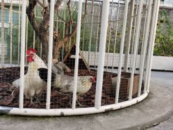 -造物庄园 萌宠纪(苏州湾歌林公园店)
