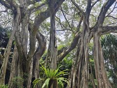 -瑞丽独树成林风景区