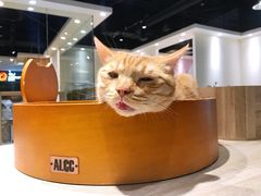 -藏猫猫咖啡主题馆(中央大道店)