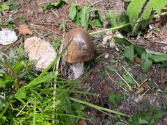 -九寨沟-树正沟