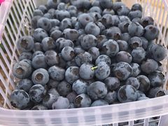 -花山蓝莓采摘园