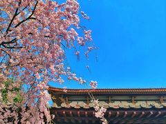 -西安青龙寺遗址景区
