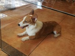 -more than meow吴止猫主题餐厅(承德 中船汇店)