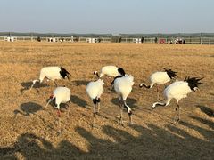 -盐城丹顶鹤湿地生态旅游区