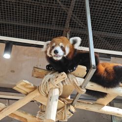 -Zoolung Zoolung动物主题公园(海信广场店)