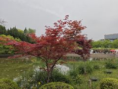 -嘉定紫藤园
