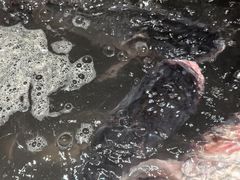 -张氏鱼庄
