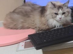 -安安宠医宠物医院·异宠·犬猫内科(岳阳分院)