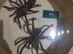 -陕西自然博物馆