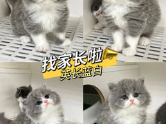 -lincat·猫舍(广州店)