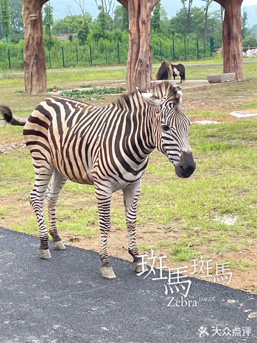 南京紫清湖野生动物世界💕出炉新攻略！超全！