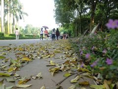 小道-湖光岩风景区