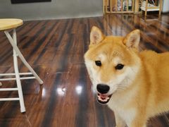 -豆柴町-柴犬主题狗咖(红鼎国际C座店)