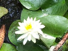 -合肥滨湖国家森林公园