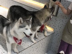 -Husky Go!哈士奇体验馆·宠物咖啡厅狗咖