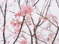 -天适樱花悠乐园