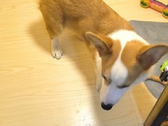 -宠物之家Pets Home 宠物寄养酒店