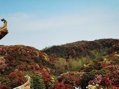 -贵州百里杜鹃风景名胜区