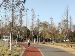 -上海长兴岛郊野公园