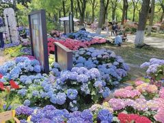 -上海鲜花港
