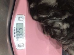 -瑞派名望志远动物医院·猫科·內科·异宠专科(直港大道店)