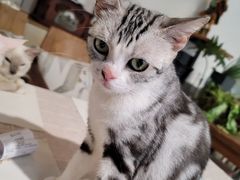 -吉丁鸟咖·异宠·寄养