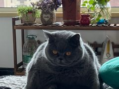 -达爱动物医院·犬猫分区·CT·复杂眼科(远洋山水分院)