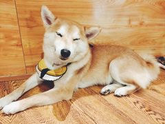 -柴务处·柴犬主题狗咖