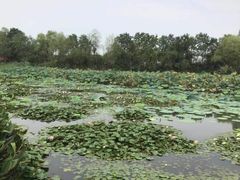 -长兴太湖图影湿地文化园