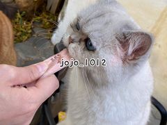 -喵屿·大理花园猫咖