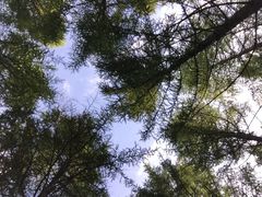 -塞罕坝国家级自然保护区