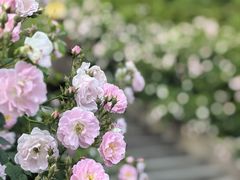 -UNIUNI(凯瑟琳广场店)