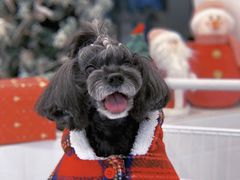 -BABYDOG宝贝狗宠物乐园(欧洲城店)