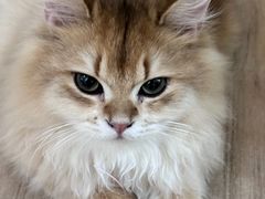 -李小姐の猫咖啡馆(五角场店)