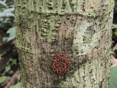 -西双版纳原始森林公园