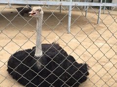 意大利农场-意大利农场度假村