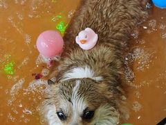 -宠颐生中康贝怡动物医院