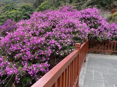 -广州市石门国家森林公园