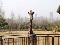 -合肥野生动物园