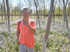 -苏家坨柳林村二月兰花海