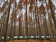 -黄海国家森林公园