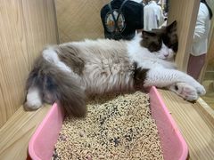 -屋虎猫馆(宝安大仟里店)
