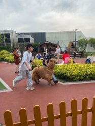 -造物庄园 萌宠纪(苏州湾歌林公园店)