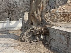 -青檀寺景区