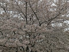 -苏州上方山国家森林公园