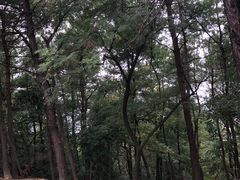 -峙山公园