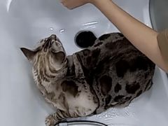 -爱洗澡的猫(天河路店)